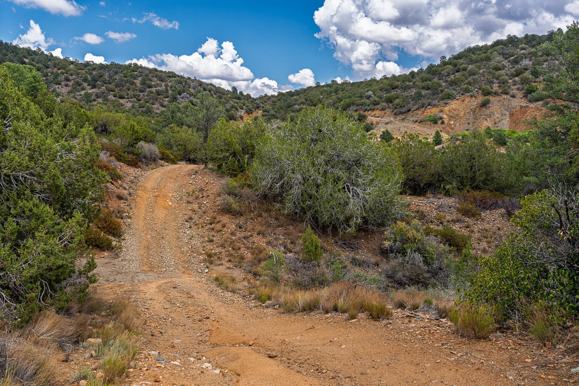 Two-track trail through junipers toward the mountains